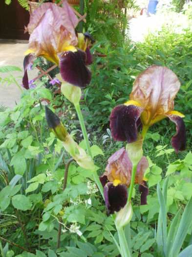 `Bruno` - Iris  2016