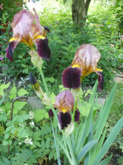 `Bruno` - Iris  2016