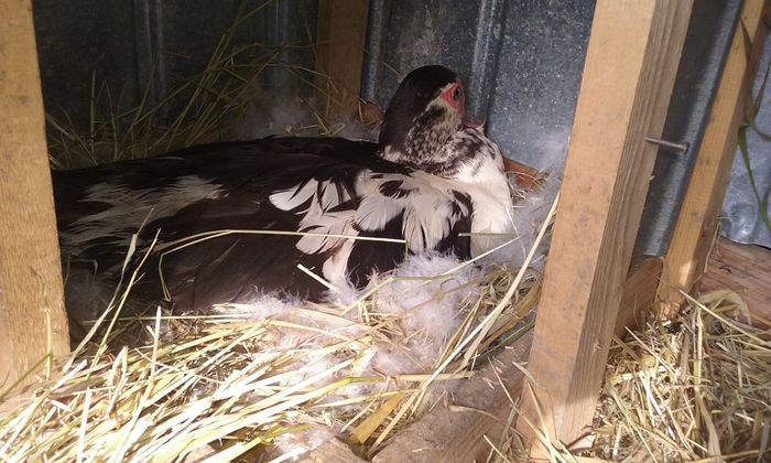 Inca o rata la clocit