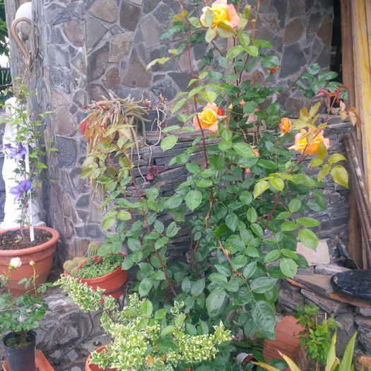 IMG_20160517_183513 - gradina mai 2016