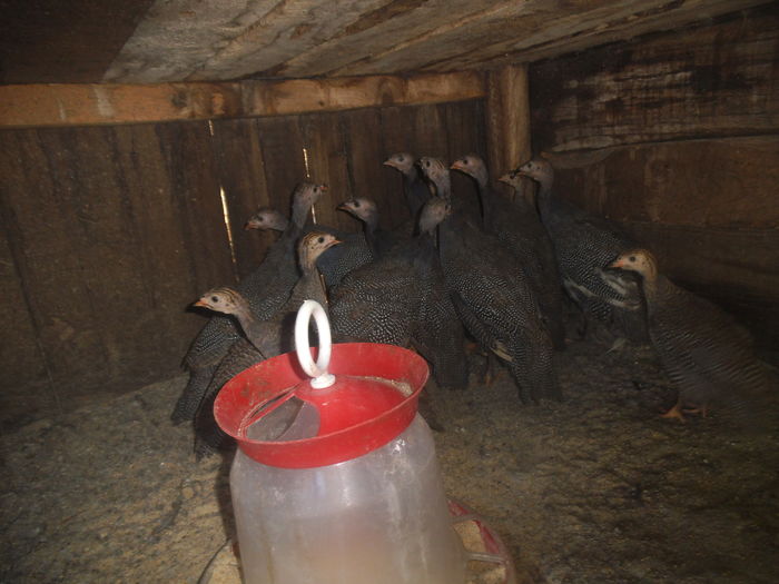 DSCF8619 - bibilicile mele