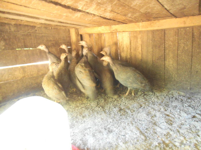 DSCF8621 - bibilicile mele