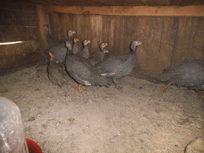 DSCF8624 - bibilicile mele