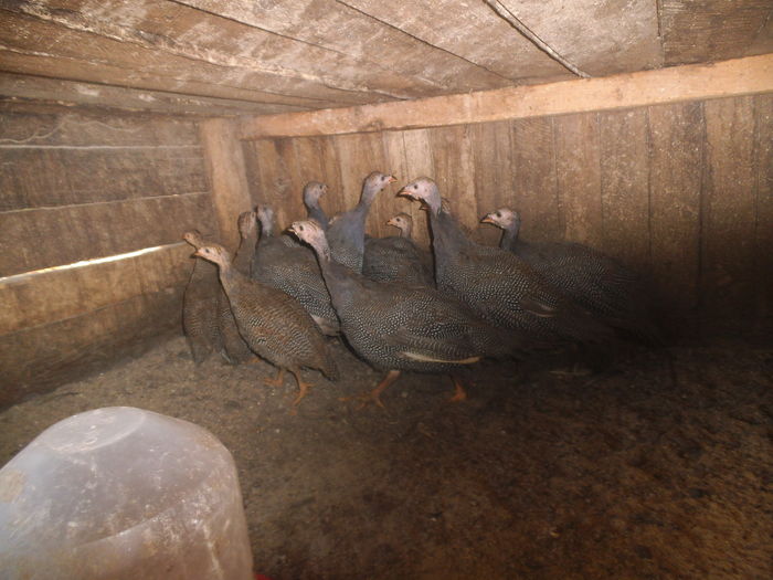 DSCF8625 - bibilicile mele