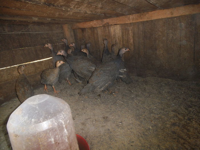 DSCF8630 - bibilicile mele