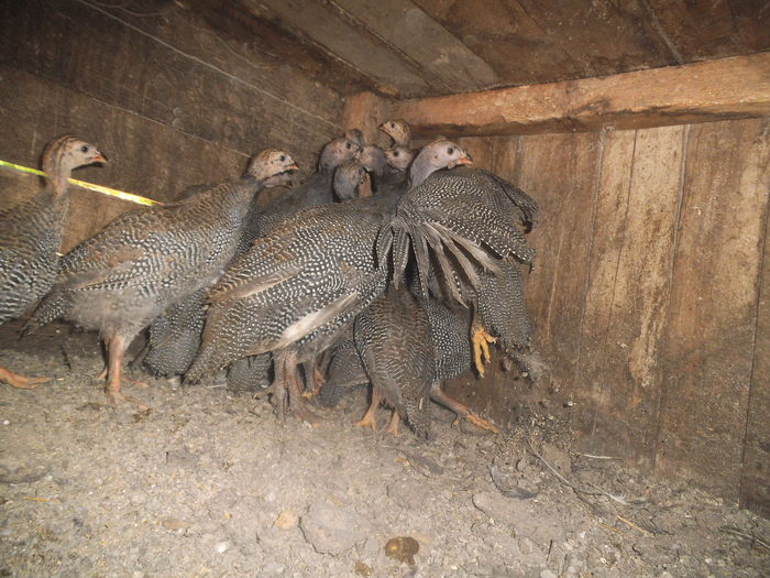 DSCF8631 - bibilicile mele