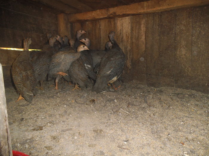 DSCF8633 - bibilicile mele