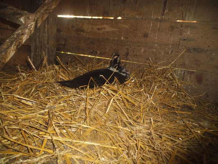 DSCF8596 - pasari de rasa-ratele melel lesesti