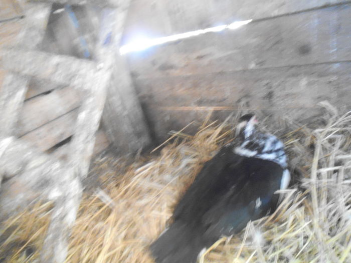 DSCF8599 - pasari de rasa-ratele melel lesesti