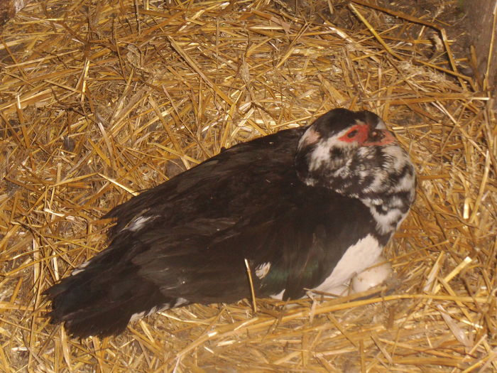DSCF8617 - pasari de rasa-ratele melel lesesti