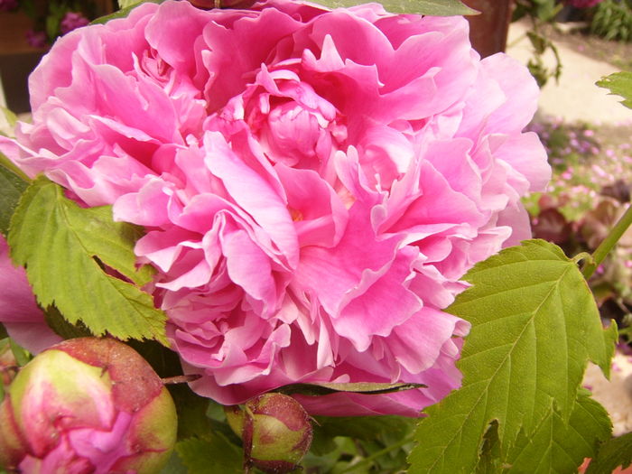 Paeonia Barbara - ANUL 2016 FLORI IV