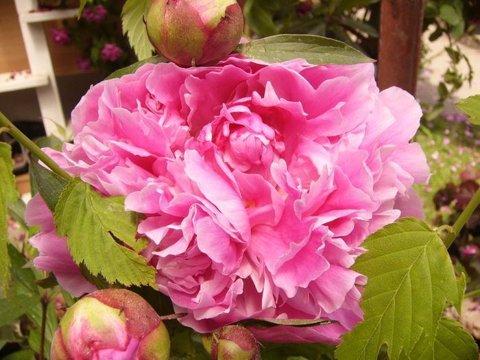 P1270506 - ANUL 2016 FLORI IV