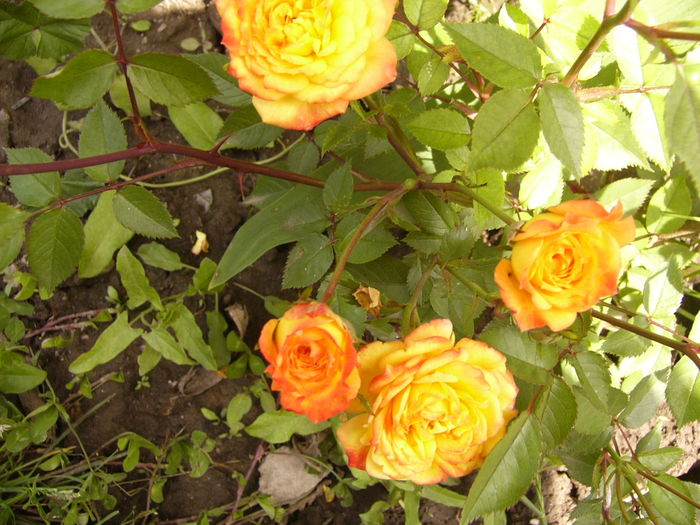 P1270510 - ANUL 2016 FLORI IV