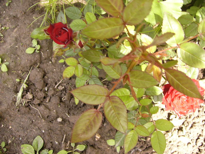 P1270514 - ANUL 2016 FLORI IV