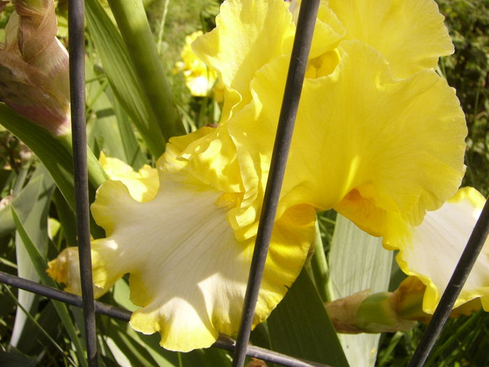 Iris Fringe of gold - ANUL 2016 FLORI IV