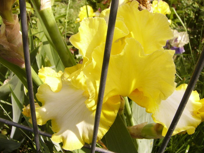 P1270516 - ANUL 2016 FLORI IV