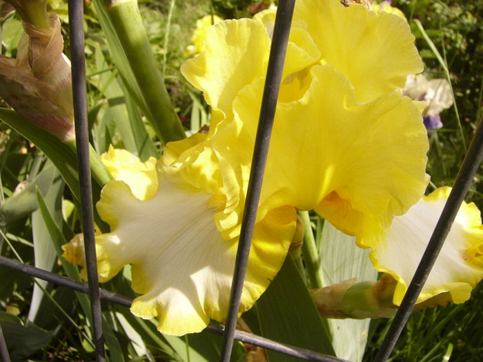 P1270517 - ANUL 2016 FLORI IV