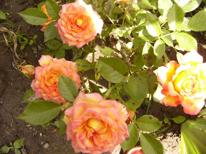 Minirosa Dimov - ANUL 2016 FLORI IV