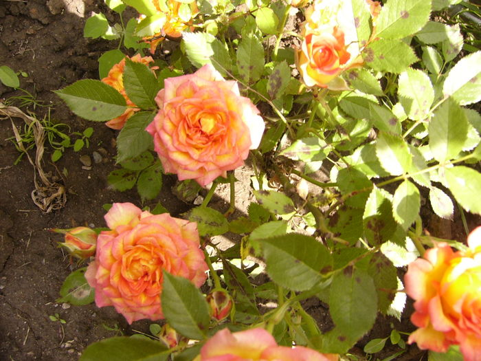 P1270519 - ANUL 2016 FLORI IV