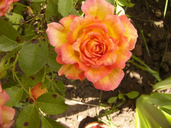 P1270520 - ANUL 2016 FLORI IV