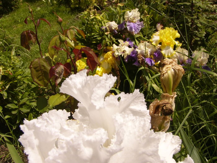 P1270523 - ANUL 2016 FLORI IV