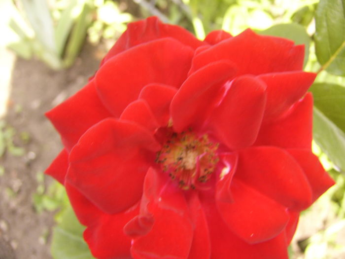 P1270525 - ANUL 2016 FLORI IV