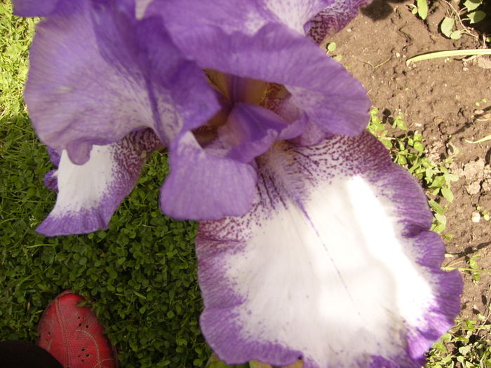 P1270529 - ANUL 2016 FLORI IV