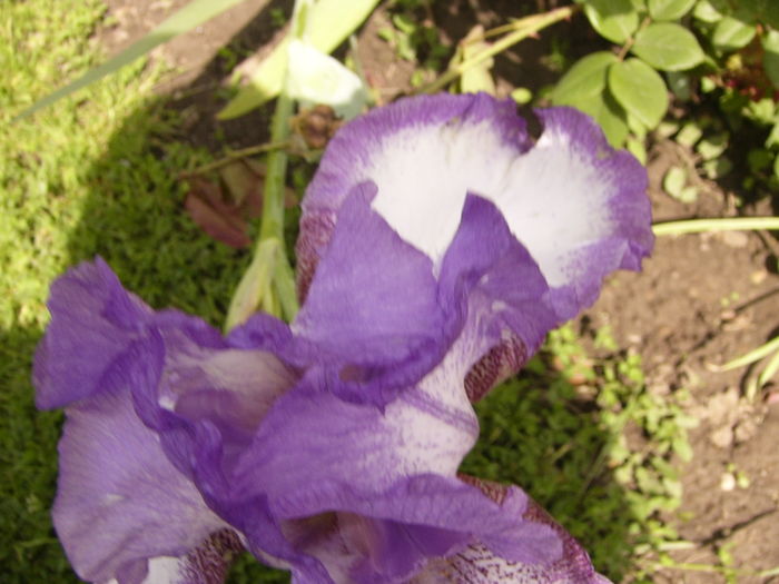 P1270530 - ANUL 2016 FLORI IV