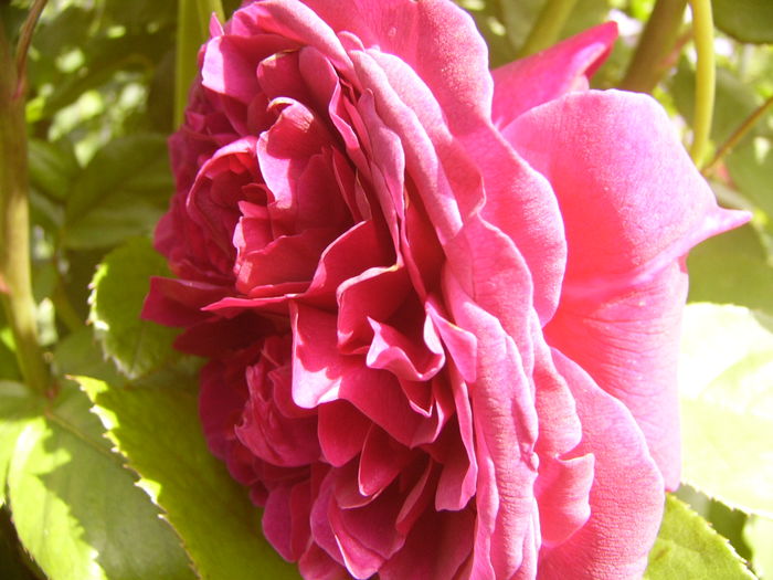 P1270532 - ANUL 2016 FLORI IV