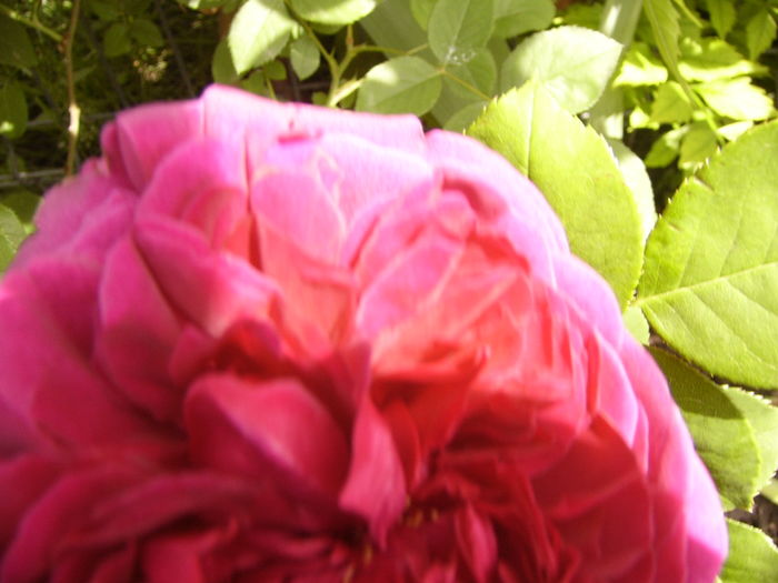 P1270534 - ANUL 2016 FLORI IV