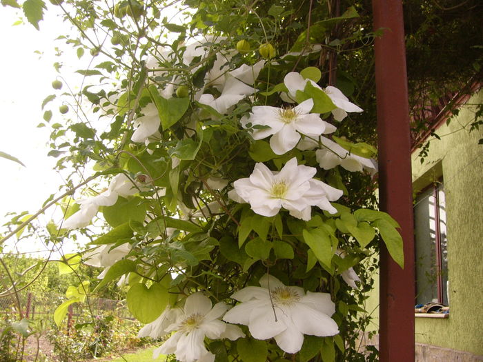 Clematis Duchesse de Edinburgh - ANUL 2016 FLORI IV
