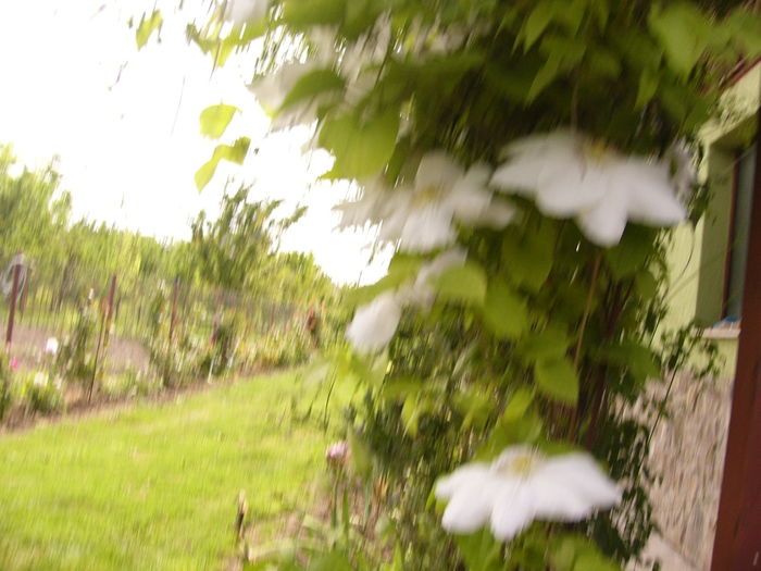 Clematis Duchesse de Edinburgh - ANUL 2016 FLORI IV