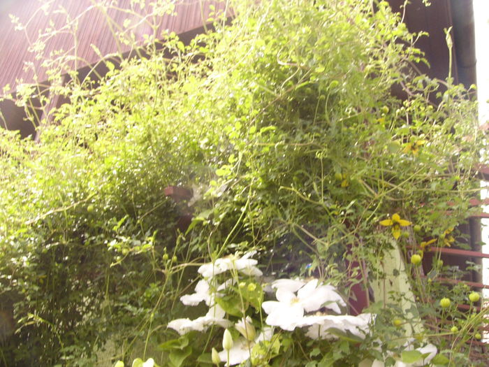 P1270544 - ANUL 2016 FLORI IV