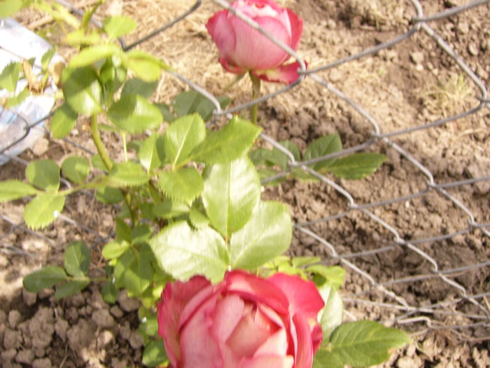 Rosa Acropolis - ANUL 2016 FLORI IV