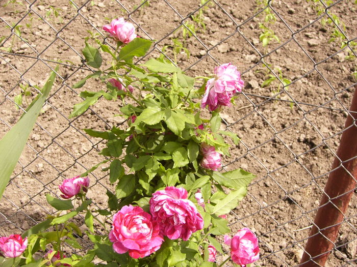 P1270549 - ANUL 2016 FLORI IV