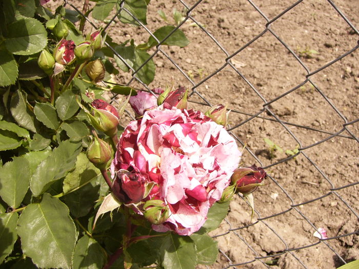 P1270552 - ANUL 2016 FLORI IV