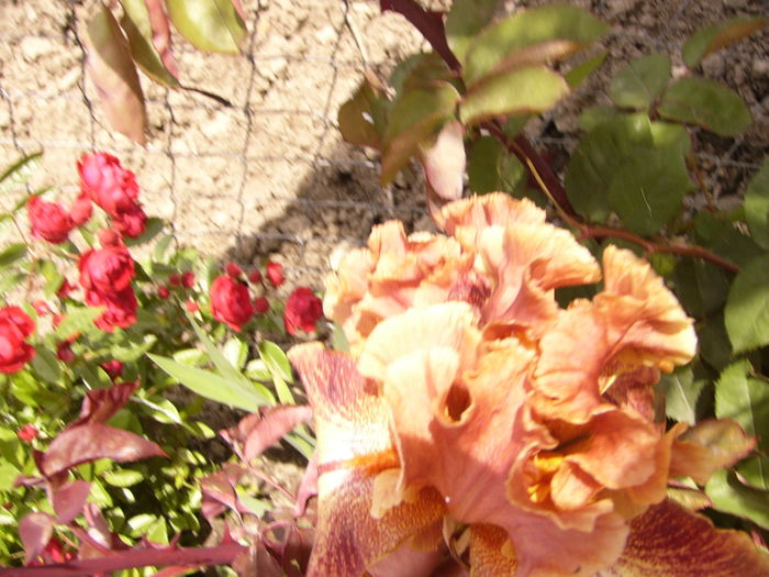 Iris Ruffled Copper Sunset - ANUL 2016 FLORI IV