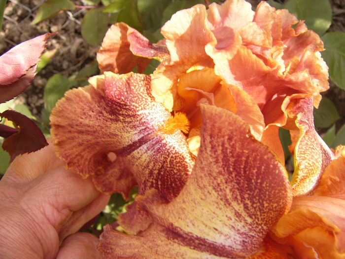 P1270560 - ANUL 2016 FLORI IV