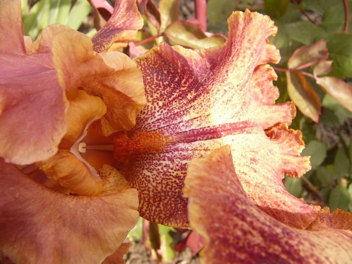 P1270564 - ANUL 2016 FLORI IV