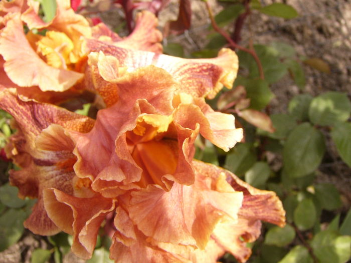 P1270567 - ANUL 2016 FLORI IV