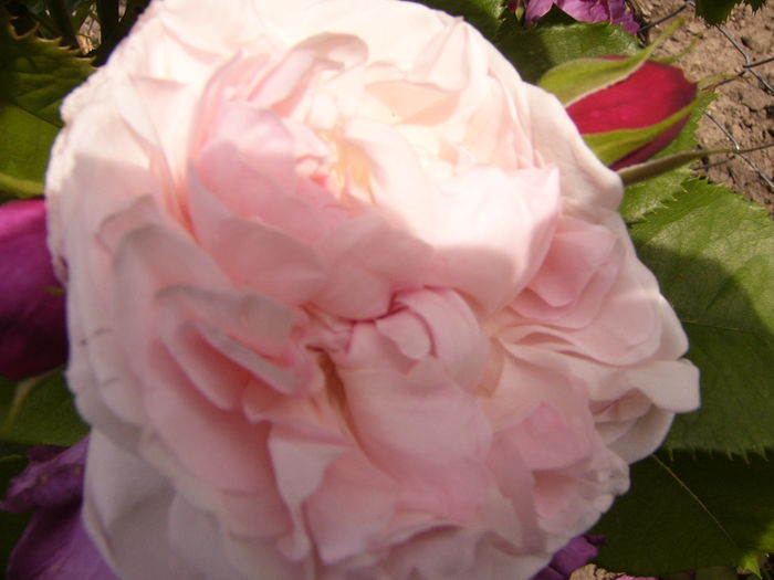 P1270572 - ANUL 2016 FLORI IV