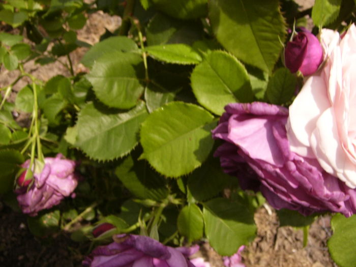 P1270574 - ANUL 2016 FLORI IV