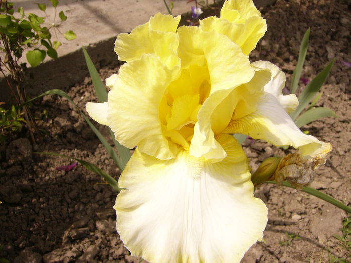 P1270575 - ANUL 2016 FLORI IV