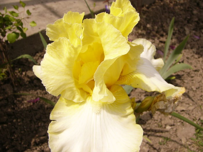 P1270576 - ANUL 2016 FLORI IV