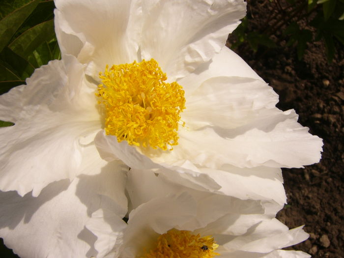 Paeonia Krinkled white - ANUL 2016 FLORI IV
