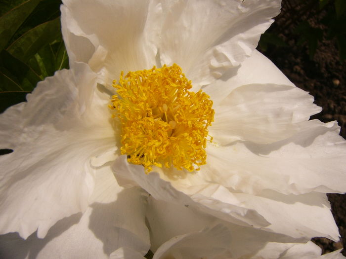 P1270578 - ANUL 2016 FLORI IV