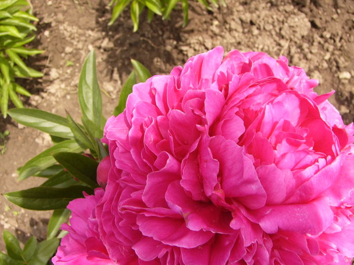 P1270581 - ANUL 2016 FLORI IV