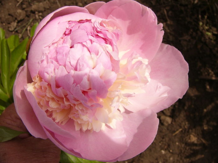 Paeonia Madame Calot - ANUL 2016 FLORI IV