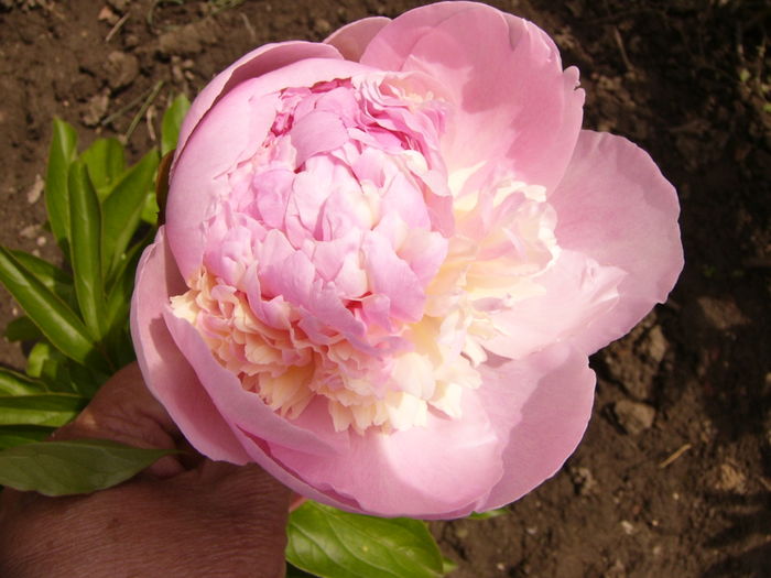 P1270583 - ANUL 2016 FLORI IV