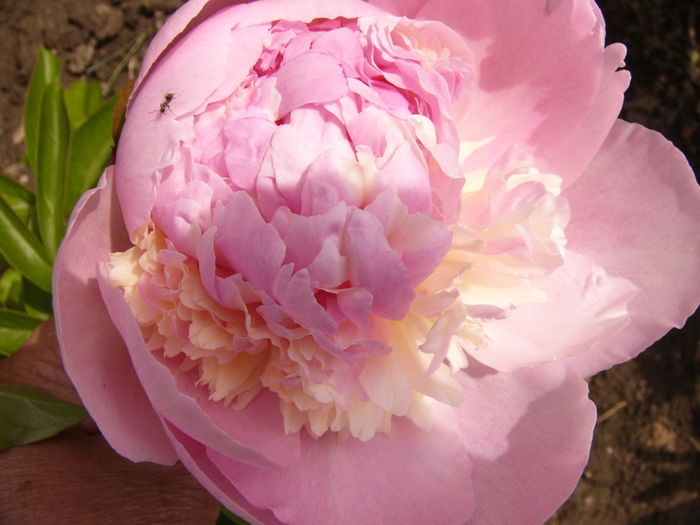 P1270584 - ANUL 2016 FLORI IV